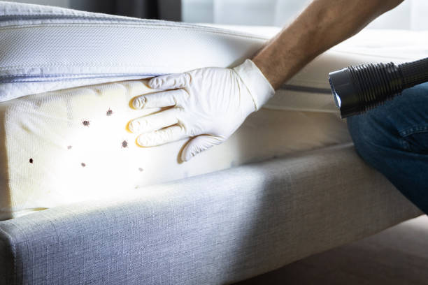 Best Wasp Removal Services  in Walford, IA