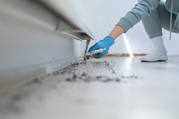 Best Cockroach Control Services  in Walford, IA